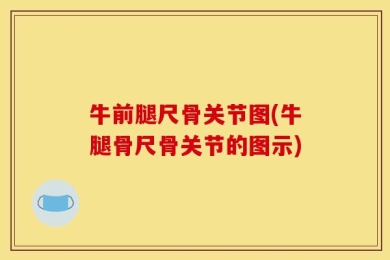 牛前腿尺骨关节图(牛腿骨尺骨关节的图示)