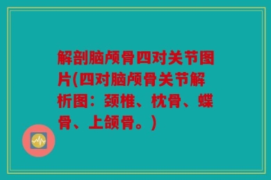解剖脑颅骨四对关节图片(四对脑颅骨关节解析图：颈椎、枕骨、蝶骨、上颌骨。)