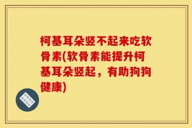 柯基耳朵竖不起来吃软骨素(软骨素能提升柯基耳朵竖起，有助狗狗健康)