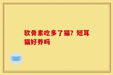 软骨素吃多了猫？短耳猫好养吗