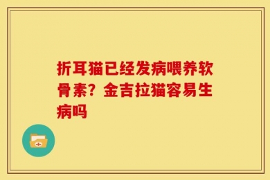 折耳猫已经发病喂养软骨素？金吉拉猫容易生病吗