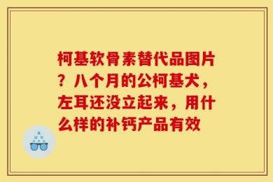 柯基软骨素替代品图片？八个月的公柯基犬，左耳还没立起来，用什么样的补钙产品有效