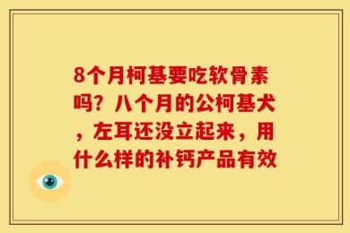8个月柯基要吃软骨素吗？八个月的公柯基犬，左耳还没立起来，用什么样的补钙产品有效