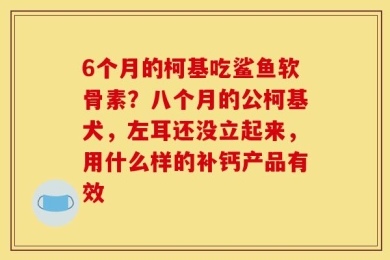 6个月的柯基吃鲨鱼软骨素？八个月的公柯基犬，左耳还没立起来，用什么样的补钙产品有效