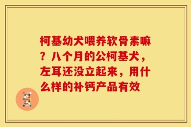 柯基幼犬喂养软骨素嘛？八个月的公柯基犬，左耳还没立起来，用什么样的补钙产品有效