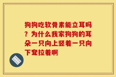狗狗吃软骨素能立耳吗？为什么我家狗狗的耳朵一只向上竖着一只向下耷拉着啊
