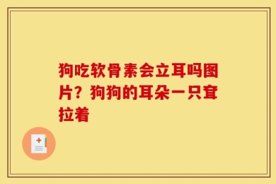 狗吃软骨素会立耳吗图片？狗狗的耳朵一只耷拉着