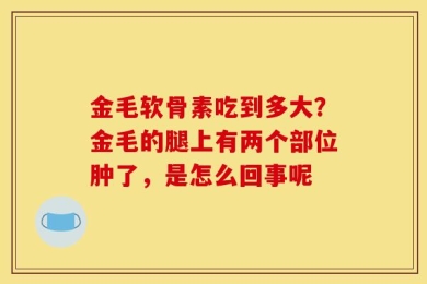 金毛软骨素吃到多大？金毛的腿上有两个部位肿了，是怎么回事呢