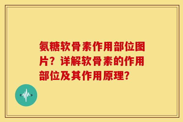 氨糖软骨素作用部位图片？详解软骨素的作用部位及其作用原理？
