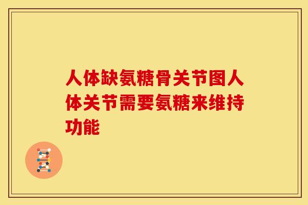 人体缺氨糖骨关节图人体关节需要氨糖来维持功能 人体缺氨糖骨关节图人体关节需要氨糖来维持功能