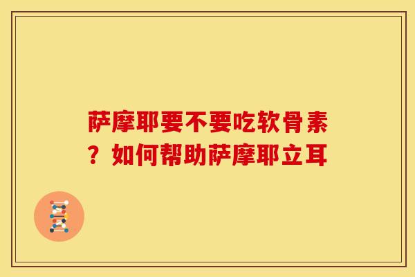 萨摩耶要不要吃软骨素？如何帮助萨摩耶立耳