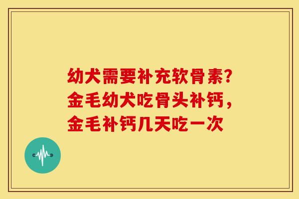幼犬需要补充软骨素?金毛幼犬吃骨头补钙,金毛补钙几天吃一次 幼犬需要补充软骨素?金毛幼犬吃骨头补钙,金毛补钙几天吃一次