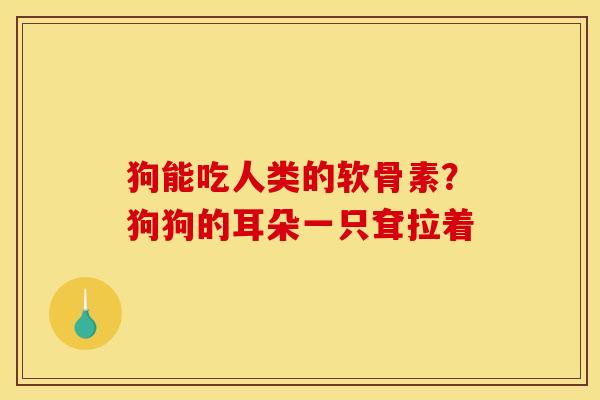 狗能吃人类的软骨素？狗狗的耳朵一只耷拉着
