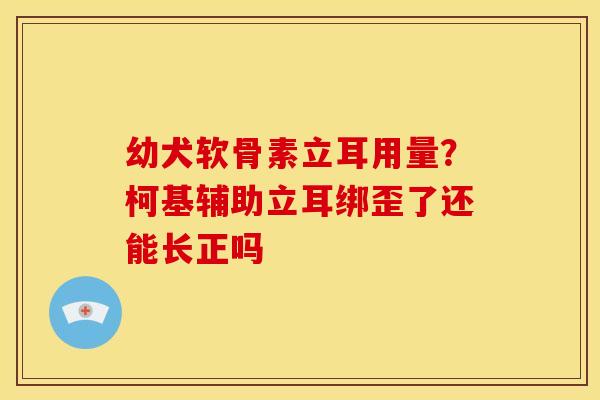 幼犬软骨素立耳用量？柯基辅助立耳绑歪了还能长正吗
