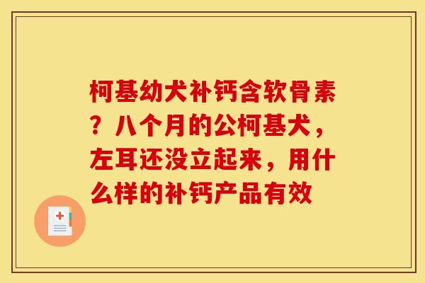 柯基幼犬补钙含软骨素？八个月的公柯基犬，左耳还没立起来，用什么样的补钙产品有效
