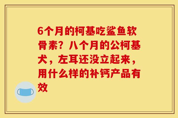 6个月的柯基吃鲨鱼软骨素？八个月的公柯基犬，左耳还没立起来，用什么样的补钙产品有效