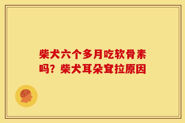 柴犬六个多月吃软骨素吗?柴犬耳朵耷拉原因 柴犬六个多月吃软骨素吗?柴犬耳朵耷拉原因