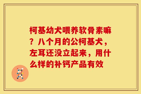 柯基幼犬喂养软骨素嘛？八个月的公柯基犬，左耳还没立起来，用什么样的补钙产品有效