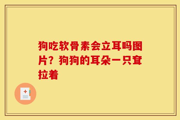 狗吃软骨素会立耳吗图片?狗狗的耳朵一只耷拉着 狗吃软骨素会立耳吗图片?狗狗的耳朵一只耷拉着