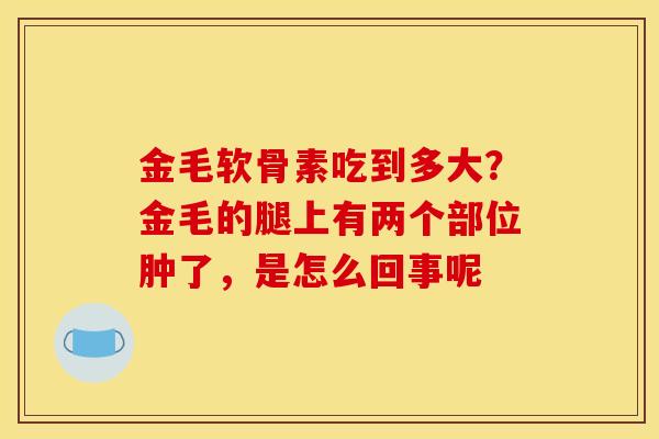 金毛软骨素吃到多大?金毛的腿上有两个部位肿了,是怎么回事呢 金毛软骨素吃到多大?金毛的腿上有两个部位肿了,是怎么回事呢