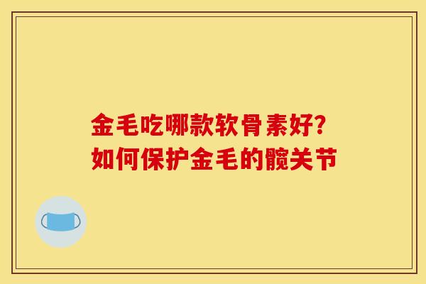 金毛吃哪款软骨素好?如何保护金毛的髋关节 金毛吃哪款软骨素好?如何保护金毛的髋关节