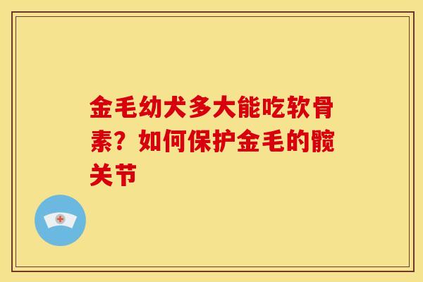 金毛幼犬多大能吃软骨素?如何保护金毛的髋关节 金毛幼犬多大能吃软骨素?如何保护金毛的髋关节