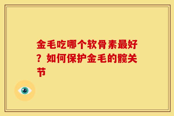 金毛吃哪个软骨素好？如何保护金毛的髋关节