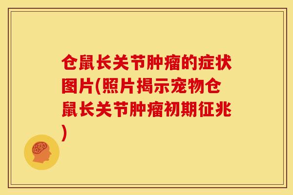 仓鼠长关节的症状图片(照片揭示宠物仓鼠长关节初期征兆)