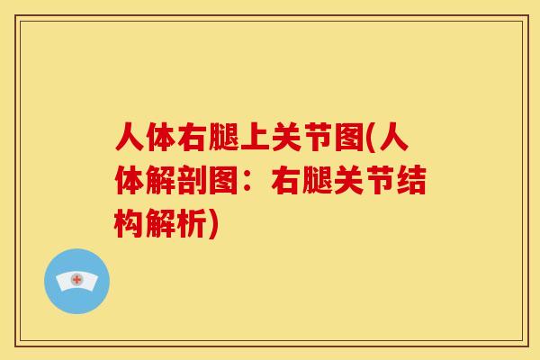 人体右腿上关节图(人体解剖图：右腿关节结构解析)