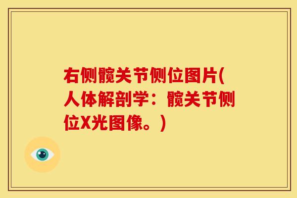 右侧髋关节侧位图片(人体解剖学：髋关节侧位X光图像。)