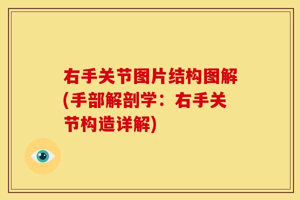右手关节图片结构图解(手部解剖学：右手关节构造详解)