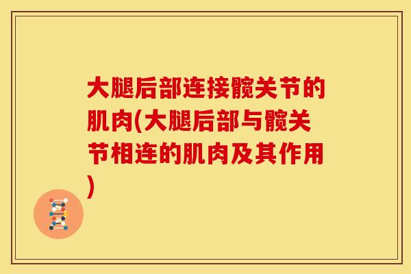 大腿后部连接髋关节的肌肉(大腿后部与髋关节相连的肌肉及其作用)