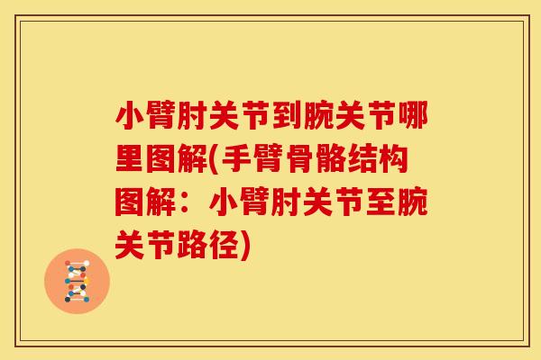 小臂肘关节到腕关节哪里图解(手臂骨骼结构图解:小臂肘关节至腕关节路径) 小臂肘关节到腕关节哪里图解(手臂骨骼结构图解:小臂肘关节至腕关节路径)