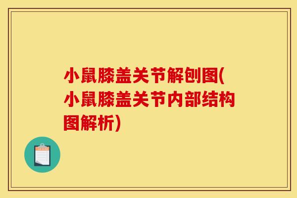 小鼠膝盖关节解刨图(小鼠膝盖关节内部结构图解析) 小鼠膝盖关节解刨图(小鼠膝盖关节内部结构图解析)