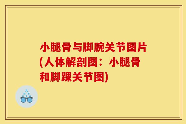 小腿骨与脚腕关节图片(人体解剖图:小腿骨和脚踝关节图) 小腿骨与脚腕关节图片(人体解剖图:小腿骨和脚踝关节图)