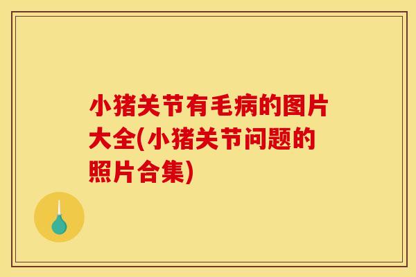 小猪关节有毛的图片大全(小猪关节问题的照片合集) 小猪关节有毛的图片大全(小猪关节问题的照片合集)