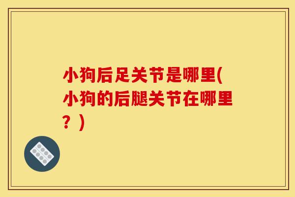 小狗后足关节是哪里(小狗的后腿关节在哪里?) 小狗后足关节是哪里(小狗的后腿关节在哪里?)