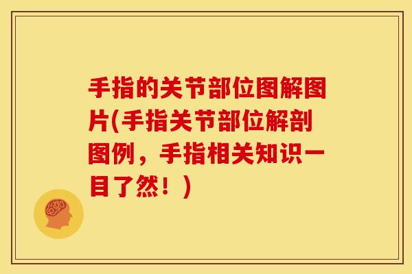 手指的关节部位图解图片(手指关节部位解剖图例，手指相关知识一目了然！)