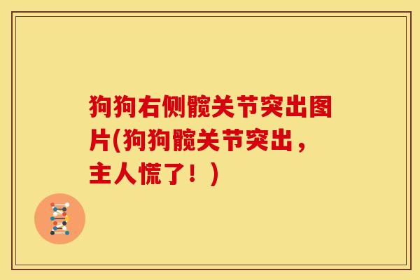 狗狗右侧髋关节突出图片(狗狗髋关节突出,主人慌了!) 狗狗右侧髋关节突出图片(狗狗髋关节突出,主人慌了!)