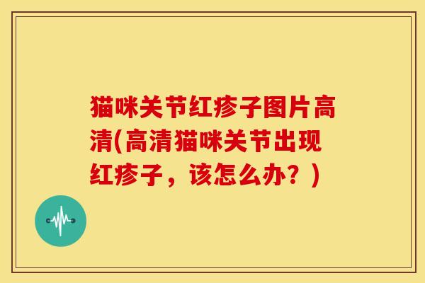 猫咪关节红疹子图片高清(高清猫咪关节出现红疹子，该怎么办？)