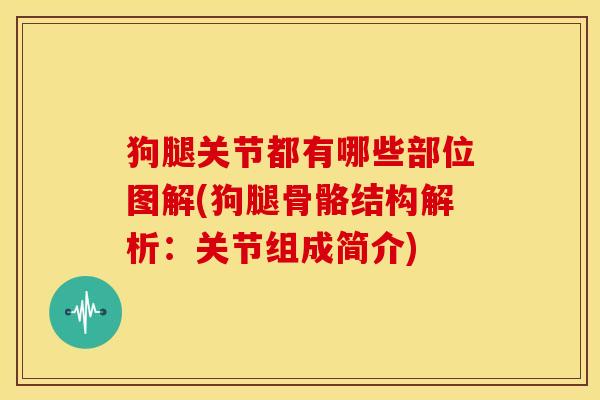狗腿关节都有哪些部位图解(狗腿骨骼结构解析：关节组成简介)