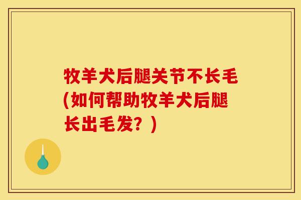 牧羊犬后腿关节不长毛(如何帮助牧羊犬后腿长出毛发?) 牧羊犬后腿关节不长毛(如何帮助牧羊犬后腿长出毛发?)