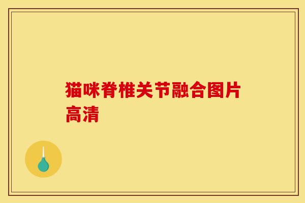 猫咪脊椎关节融合图片高清 猫咪脊椎关节融合图片高清