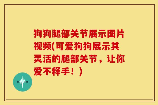 狗狗腿部关节展示图片视频(可爱狗狗展示其灵活的腿部关节，让你爱不释手！)
