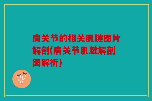 肩关节的相关肌腱图片解剖(肩关节肌腱解剖图解析) 肩关节的相关肌腱图片解剖(肩关节肌腱解剖图解析)