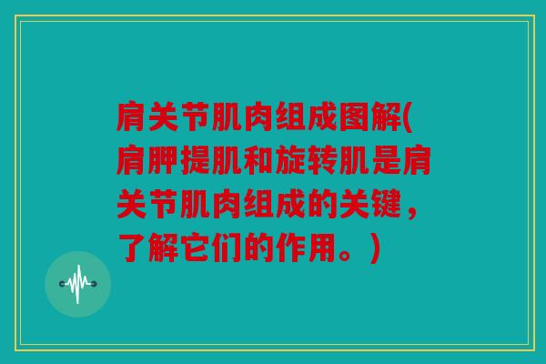肩关节肌肉组成图解(肩胛提肌和旋转肌是肩关节肌肉组成的关键,了解它们的作用。) 肩关节肌肉组成图解(肩胛提肌和旋转肌是肩关节肌肉组成的关键,了解它们的作用。)